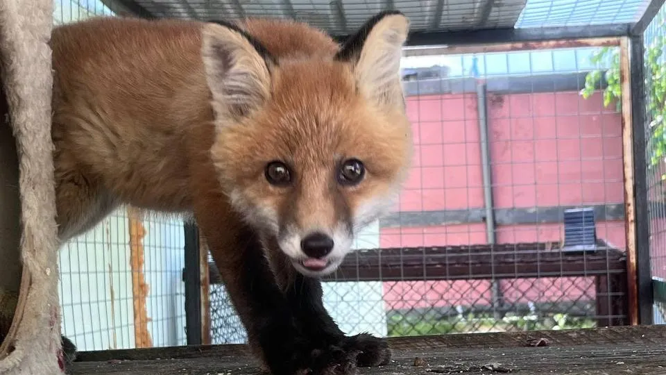 Фото: Яна Джус/«Ямал-Медиа»