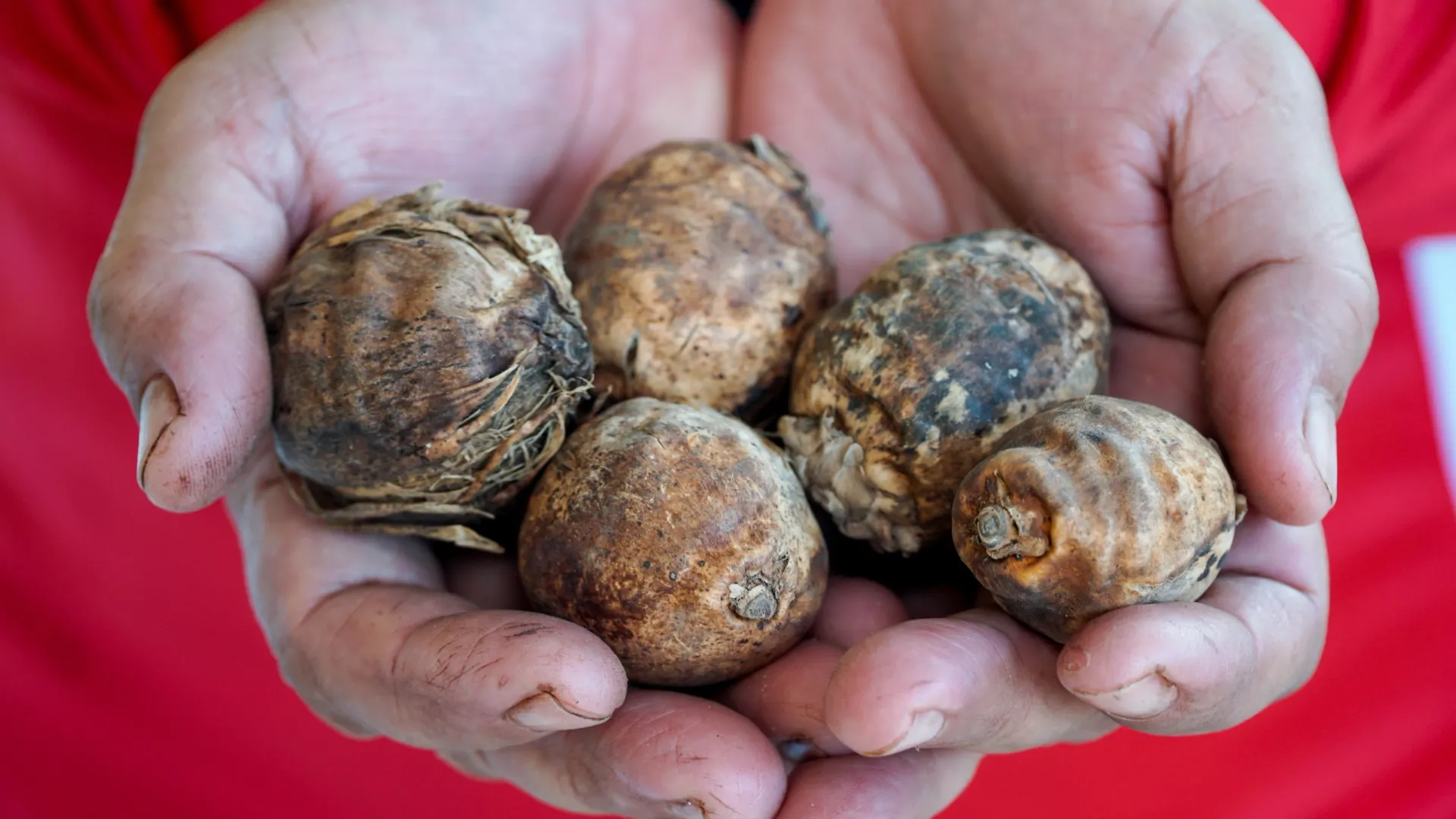 Сушеный бинлан. Фото: Debbydam/Shutterstock/Fotodom