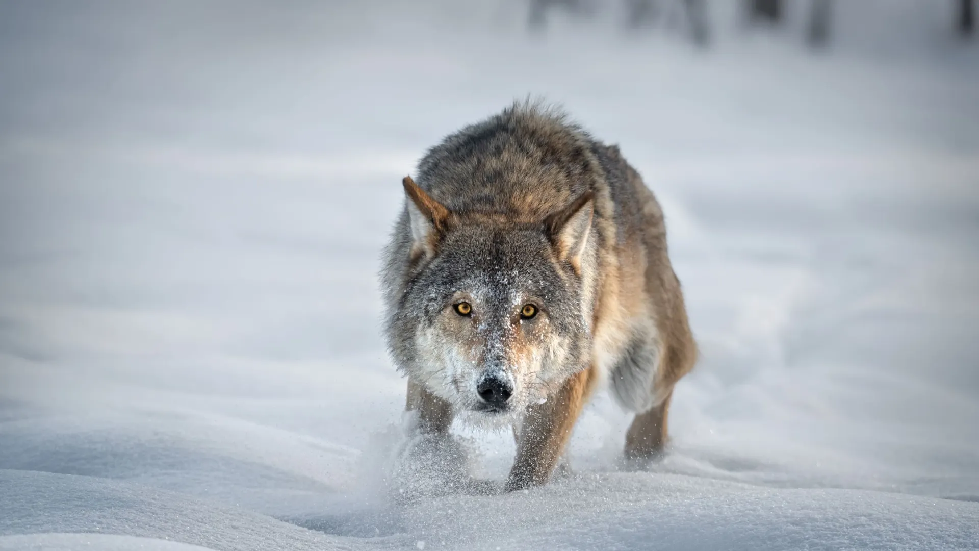 Фото: Vlad Sokolovsky/Shutterstock/Fotodom