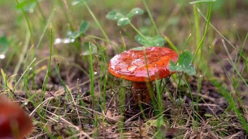 Фото: Сергей Зубков/«Ямал-Медиа»