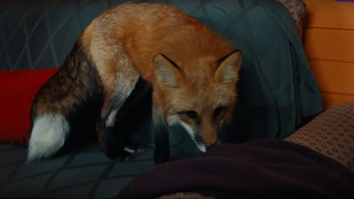 Фото: кадр из сериала «Как приручить лису» / онлайн-кинотеатр Okko