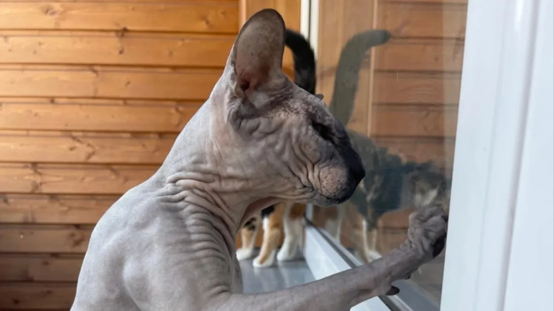 Фото: shutterstock.com/Kitti