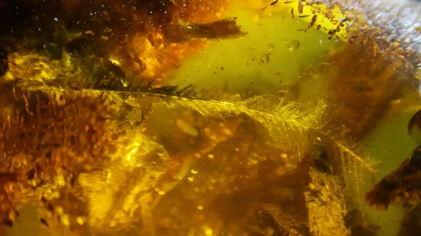 pic