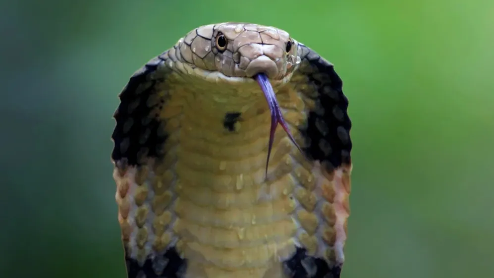 Фото: Kurit afshen/Shutterstock/Fotodom