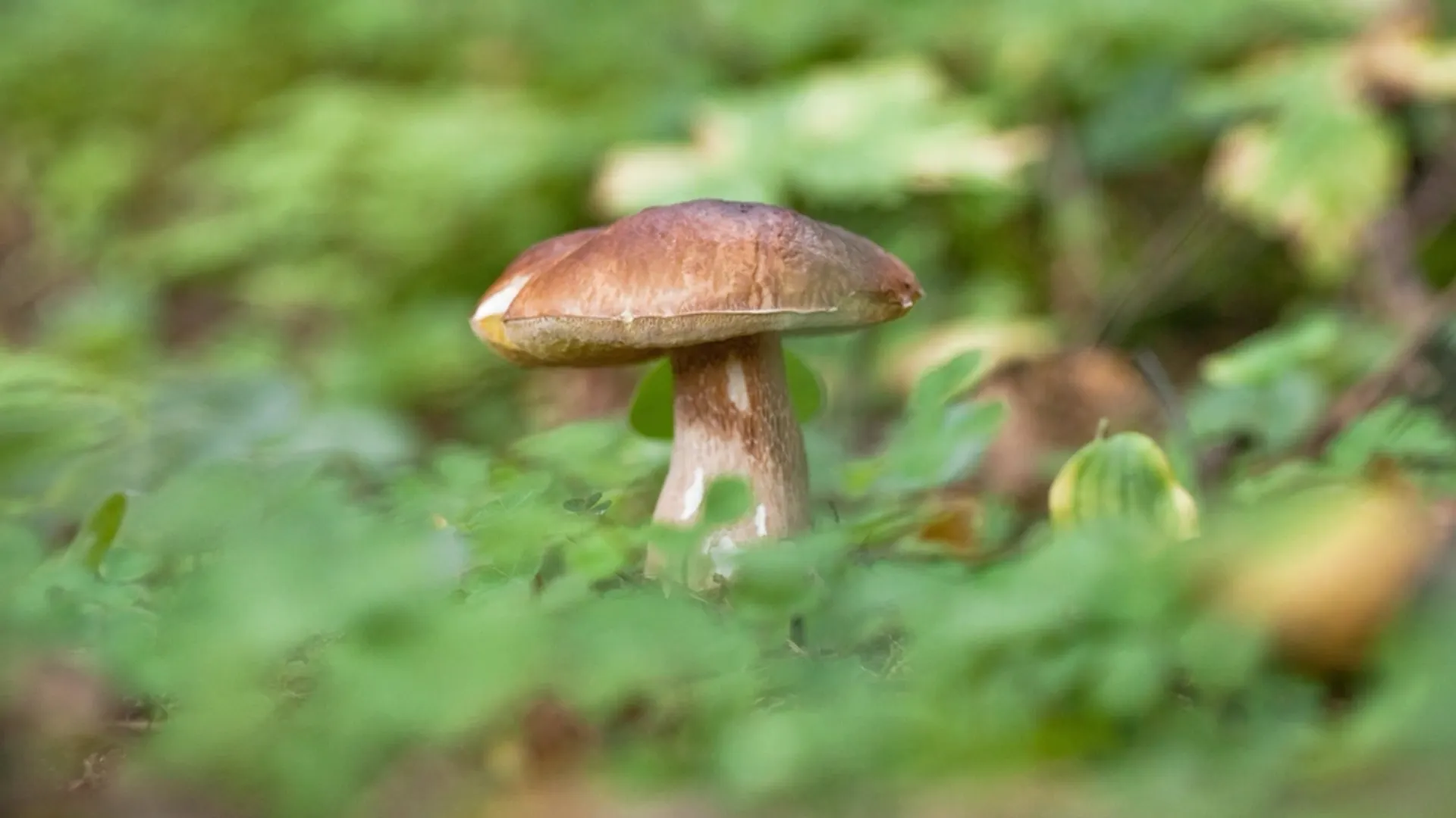 Фото: Sergey Novozhilov/Shutterstock/Fotodom