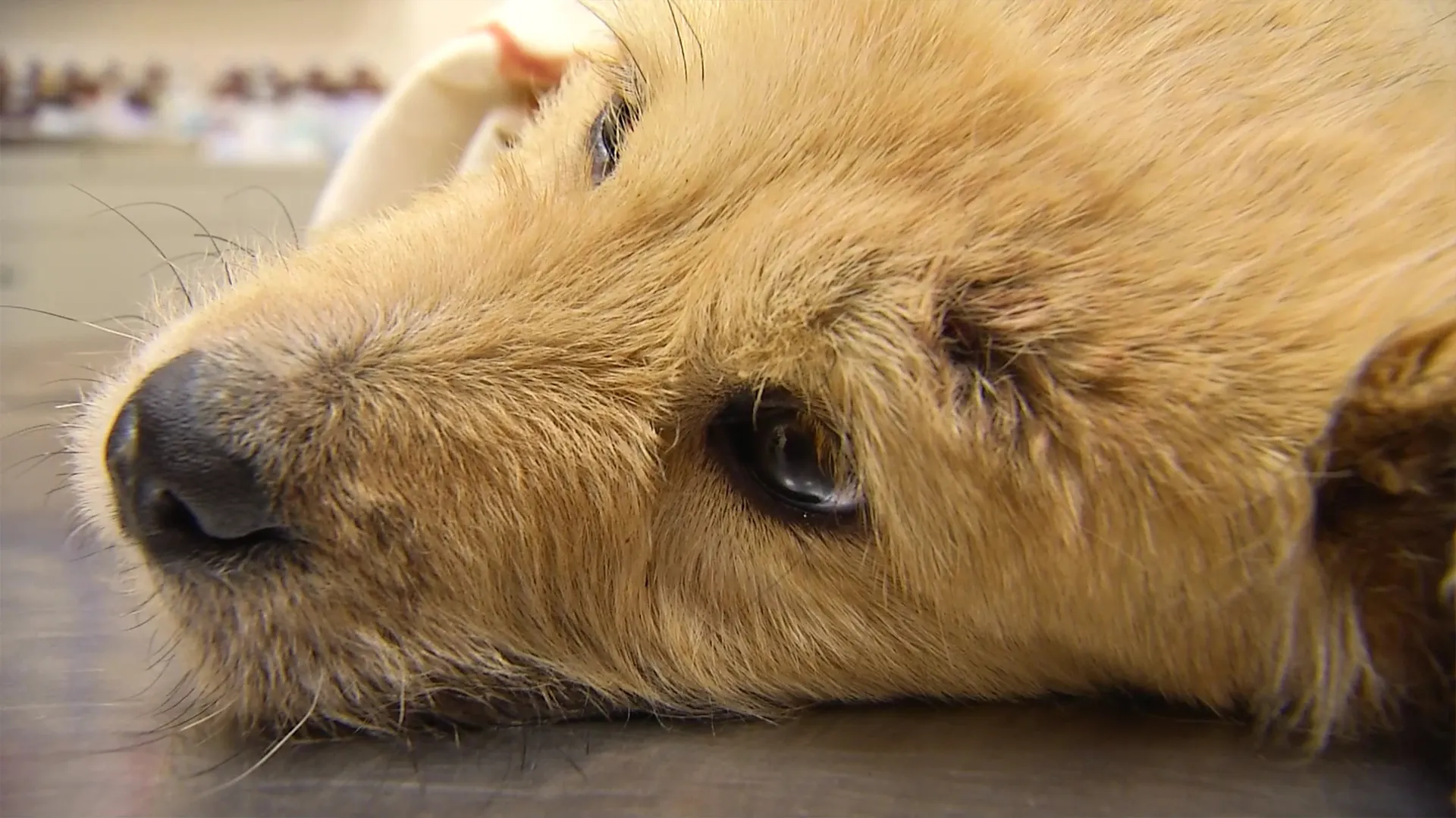 В Новом Уренгое ищут живодера, который выбросил щенков в мусорный бак