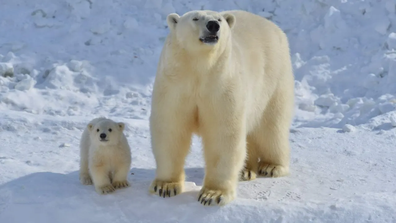 Фото: пресс-служба Якутского зоопарка