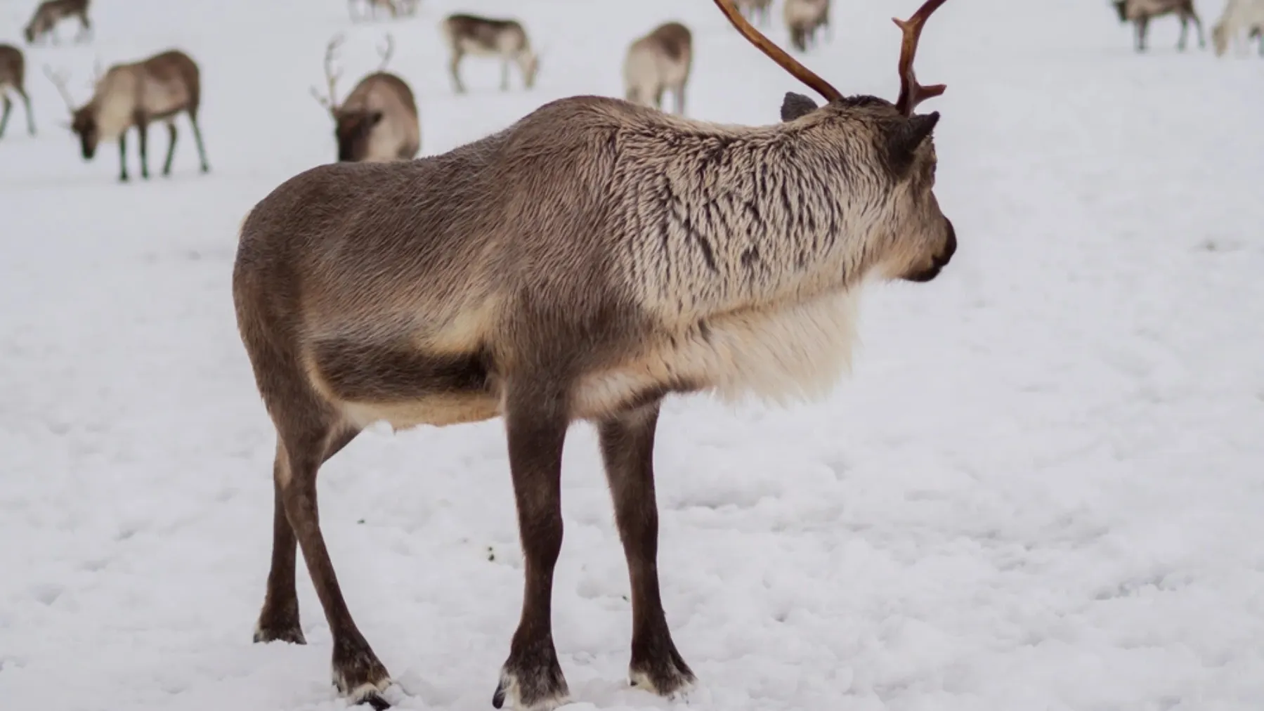 Фото: Nowaczyk/Shutterstock/Fotodom