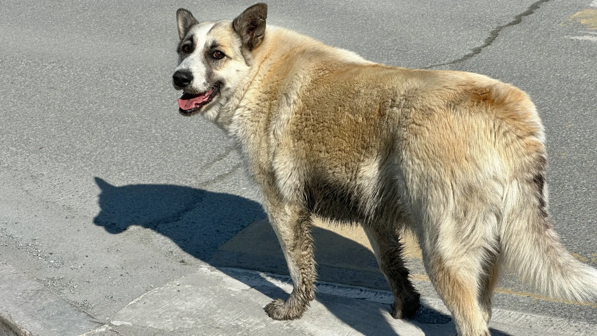 Фото: Андрей Ткачев/«Ямал-Медиа»