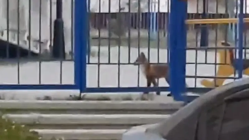 Кадр из видео со страницы vk.com/public186055277