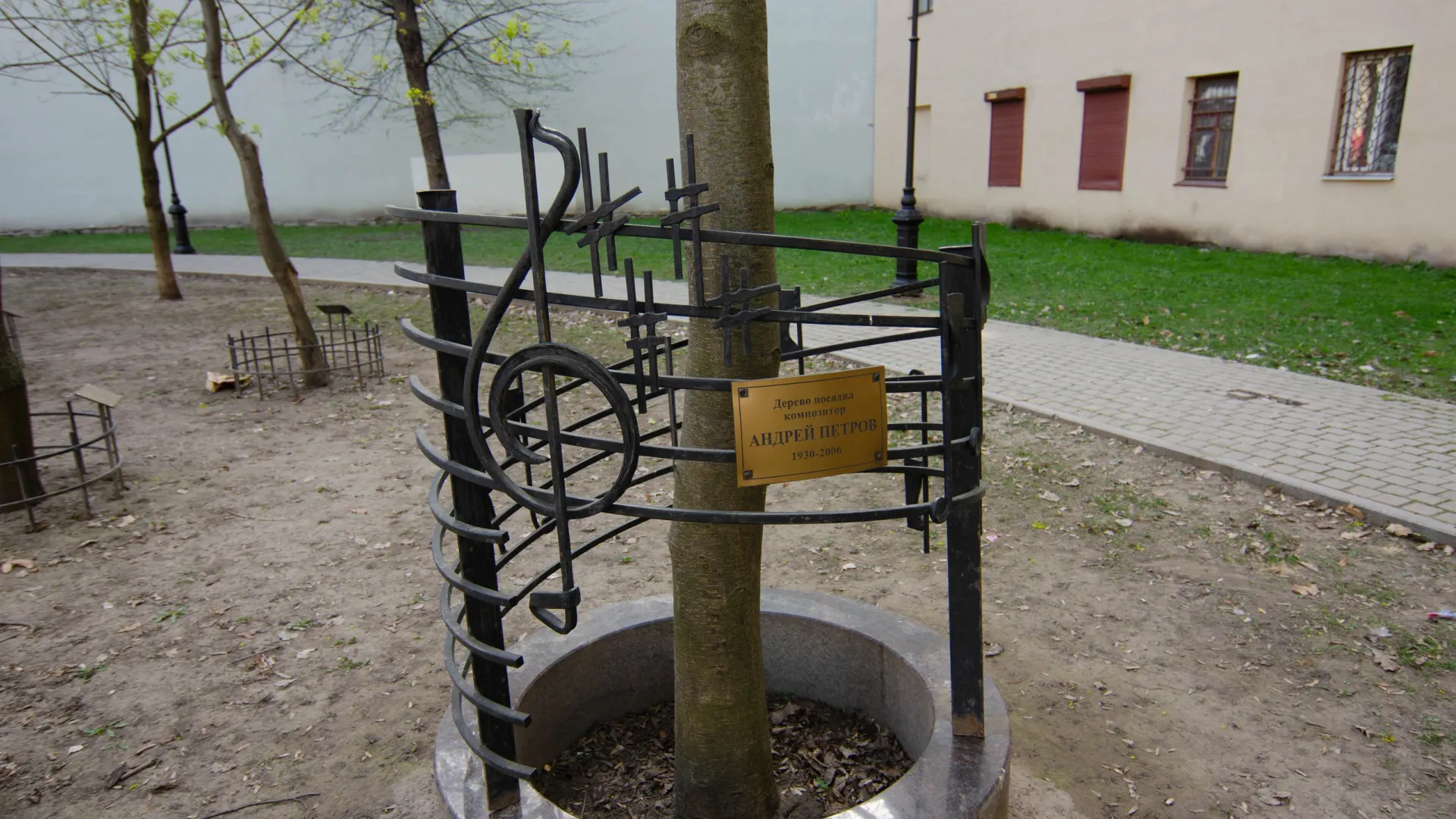 «Мемориальное» дерево композитора Андрей Петрова в сквере его имени в Санкт-Петербурге. Фото: Evgeniia Treukhova