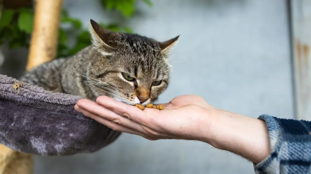 Фото: Yanya/Shutterstock/Fotodom