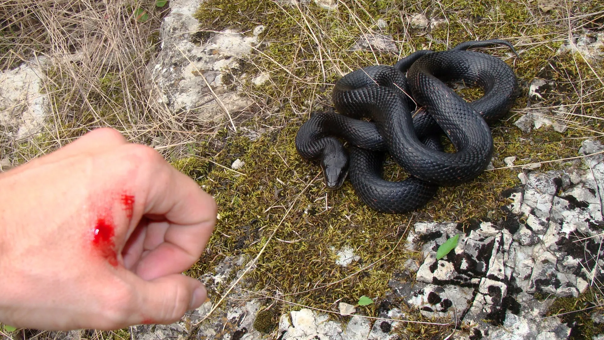 Фото: Matt Jeppson/Shutterstock/Fotodom