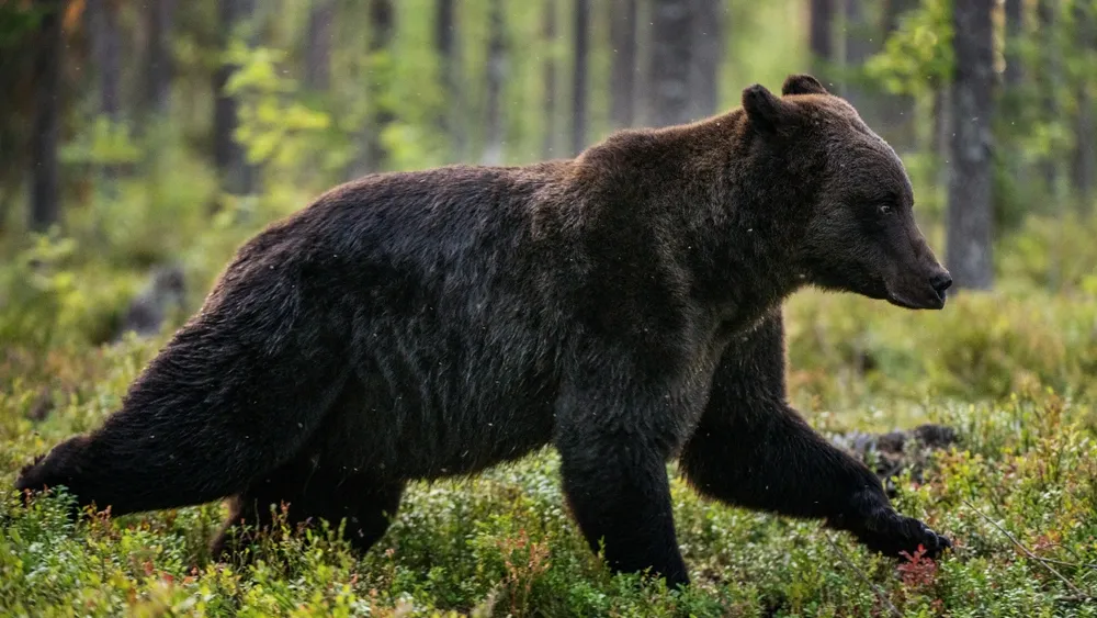 Фото: Sergey Uryadnikov/shutterstock.com