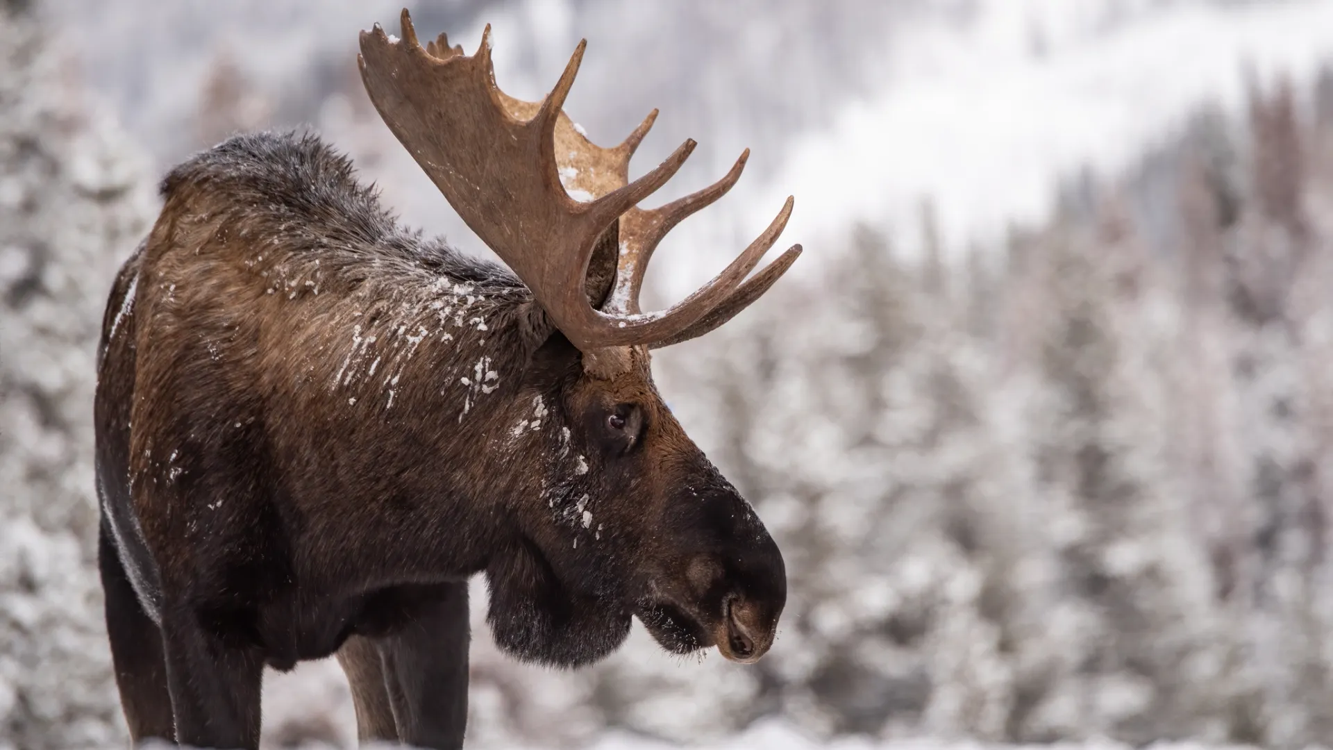 Фото: Harry Collins Photography/Shutterstock/Fotodom