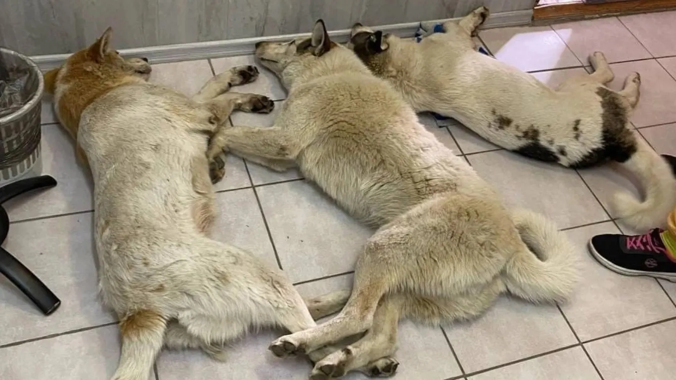 Фото: группа «В Салехарде / объявления / Салехард» во «ВКонтакте»