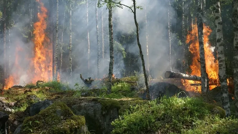 Фото: pixabay.com