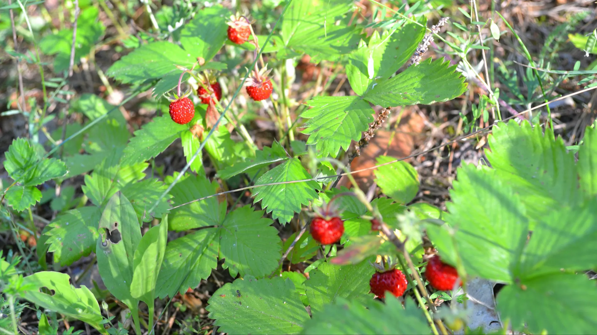 Фото: Ann1bel/Shutterstock/Fotodom