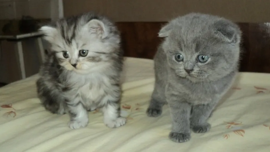 Шотландские котята. Фото: Надежда Горбатенко