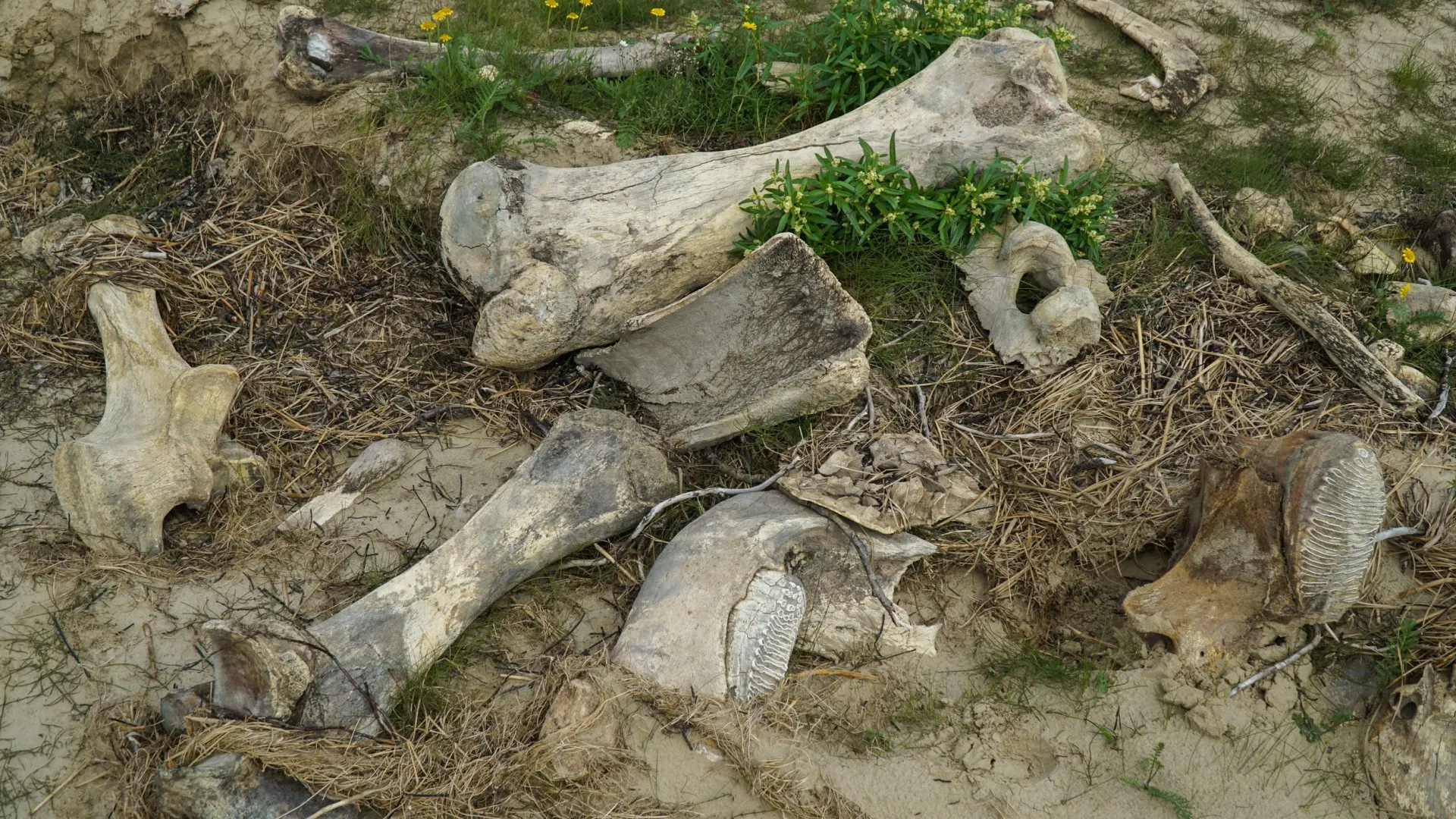 Фото: Aleksandr Lutcenko/Shutterstock/Fotodom