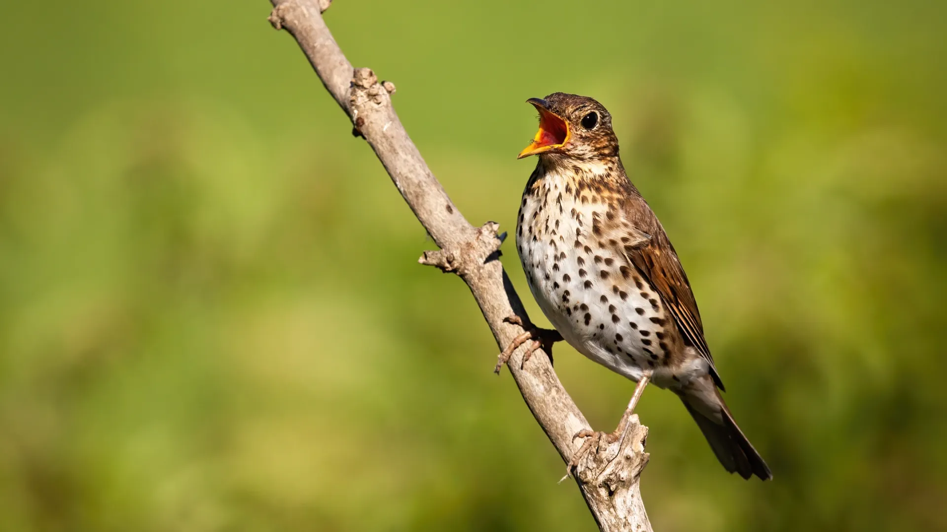 Фото: Shutterstock/WildMedia