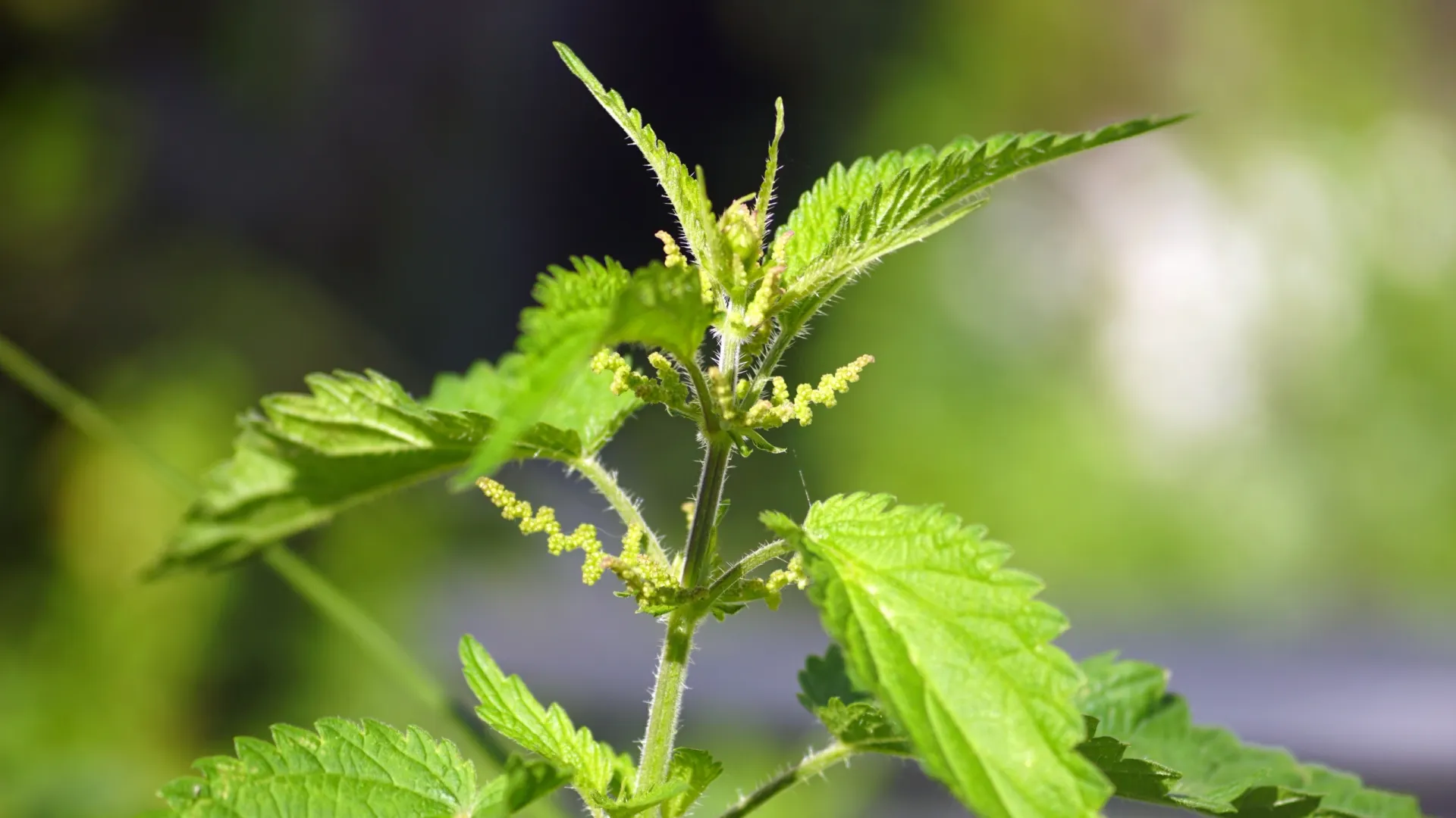 Фото: Torgonskaya Tatiana/Shutterstock/Fotodom