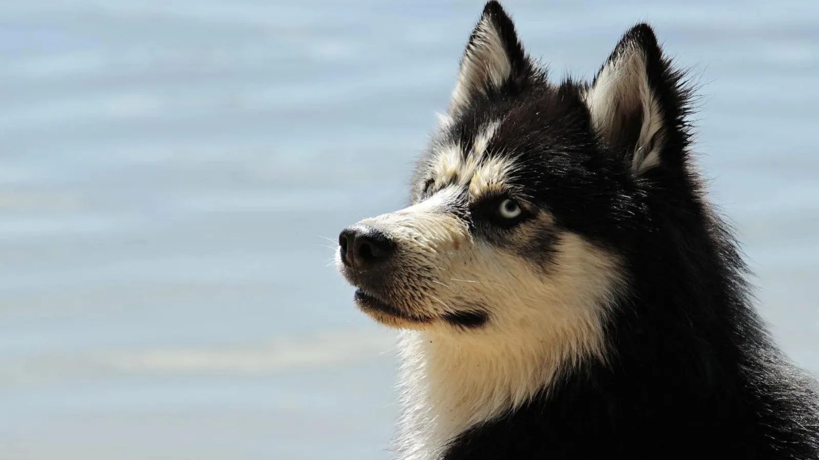 Фото: Pixabay.com