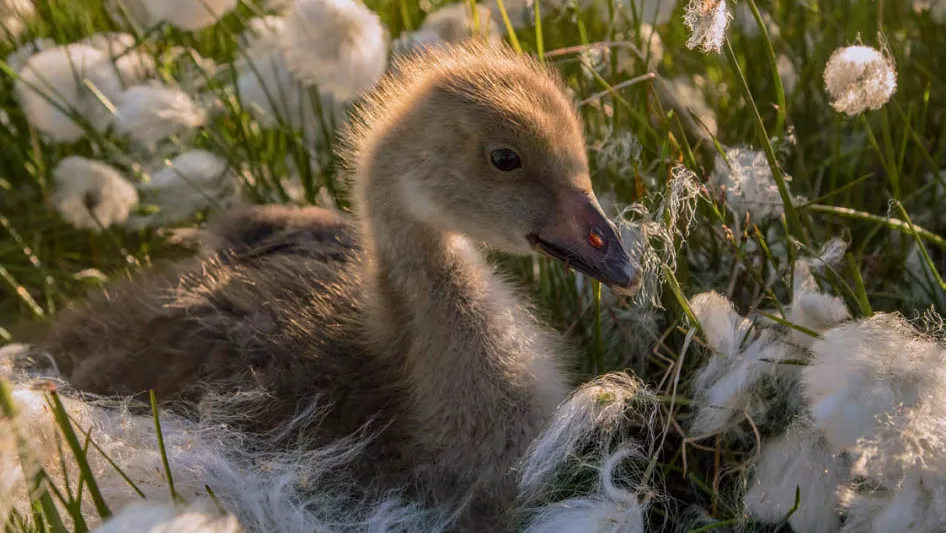 Фото Данила Хусаинова из фотоальбома «Заповедный Ямал. Невиданный Гыдан»