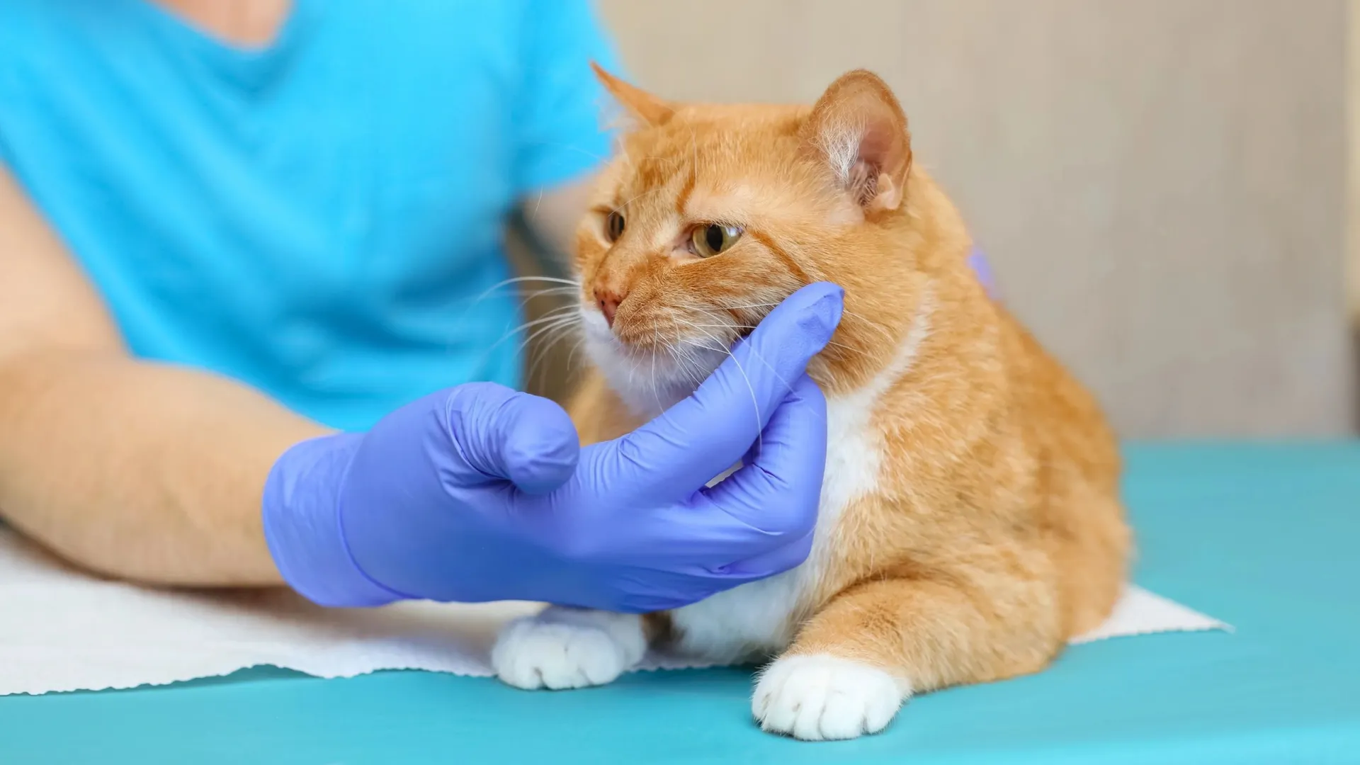 Фото: Eliz A/Shutterstock/Fotodom