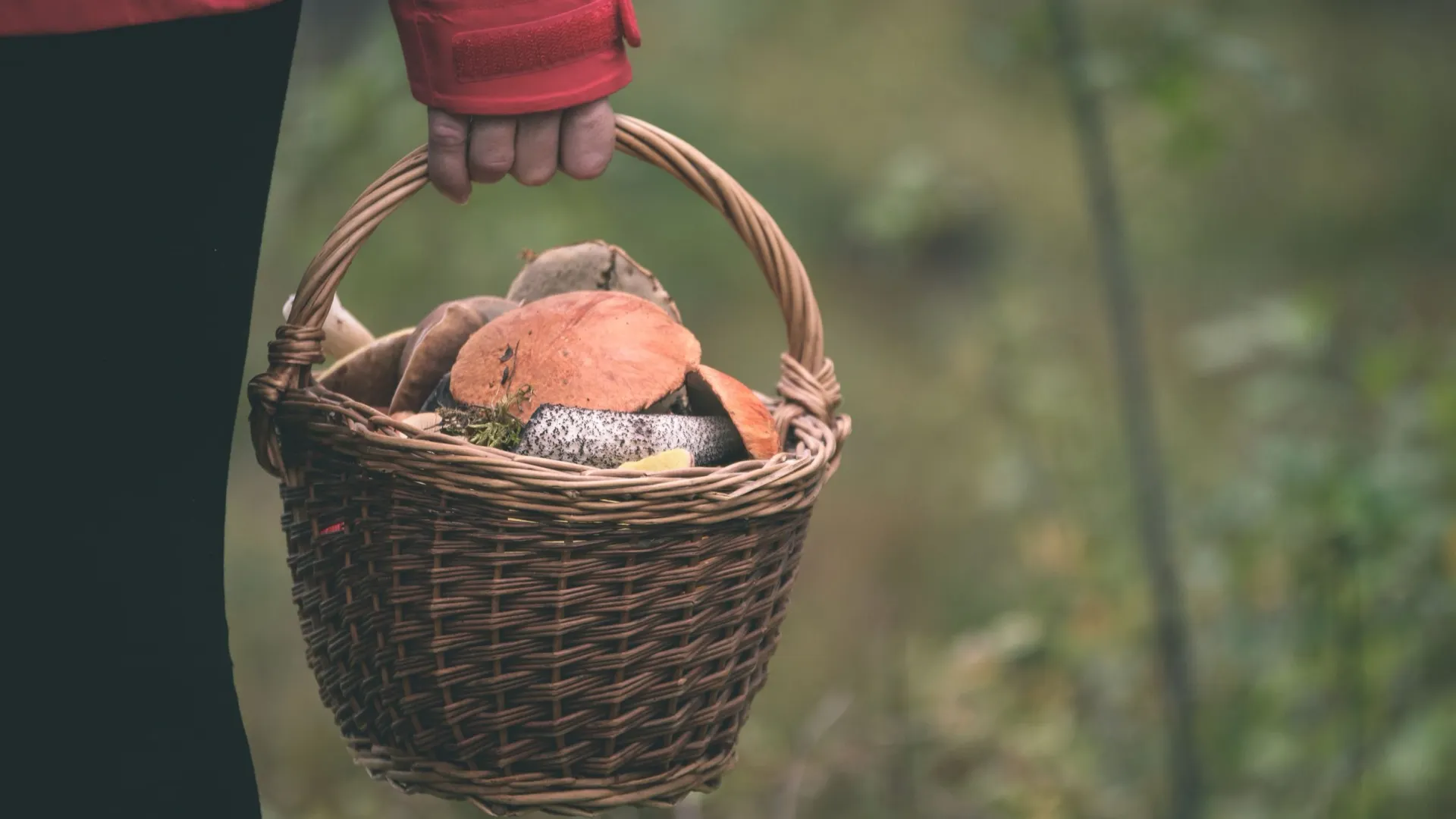 Фото: Martins Vanags/Shutterstock/Fotodom