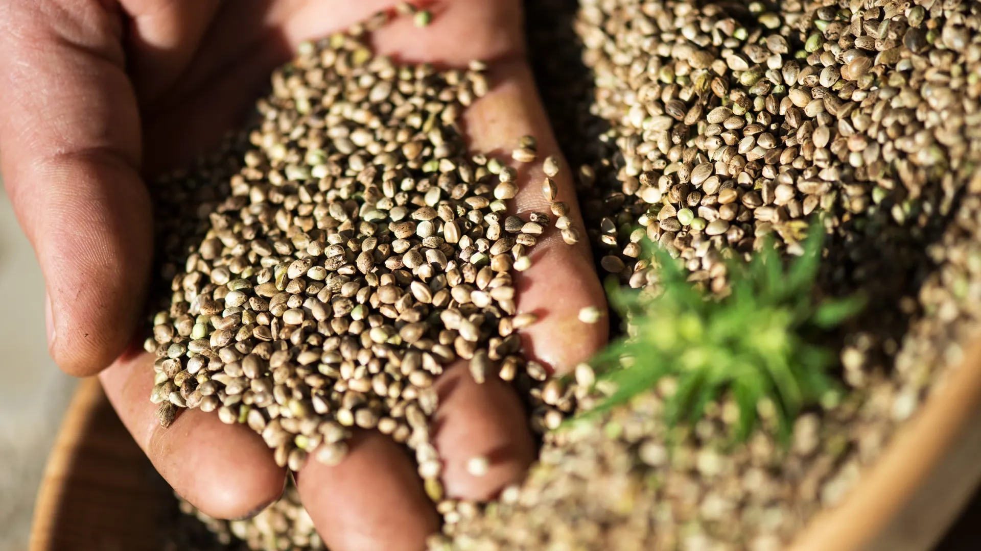 Коноплю в России культивируют строго в медицинских и технических целях под контролем государства. Фото: Mc_Cloud/Shutterstock/Fotodom