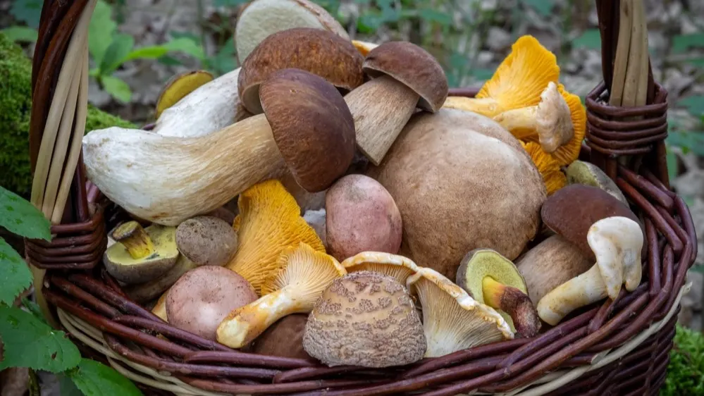 Фото: Jaroslav Machacek/Shutterstock/Fotodom