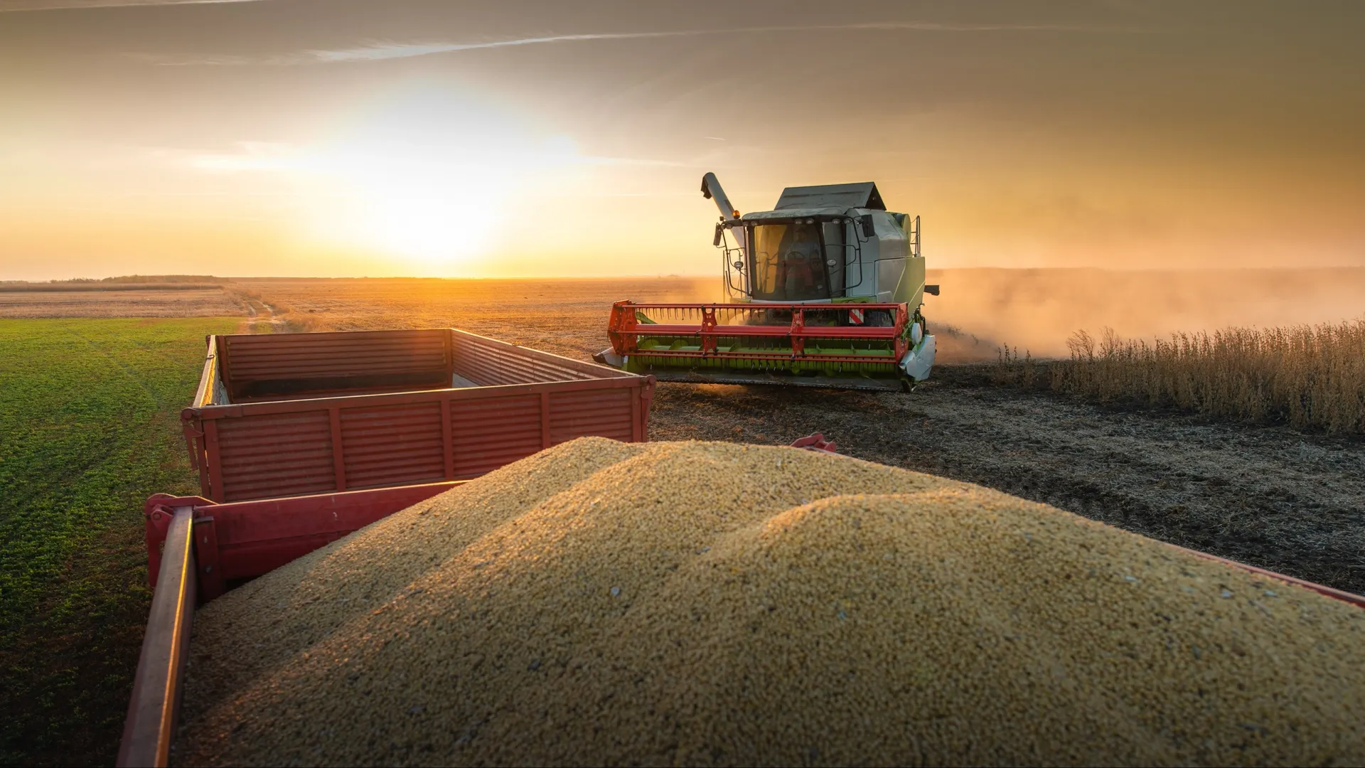 Фото: Fotokostic/Shutterstock/Fotodom