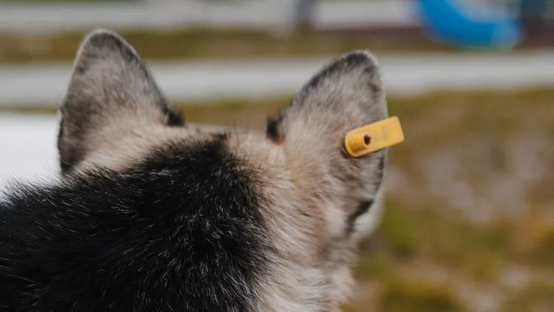 pic