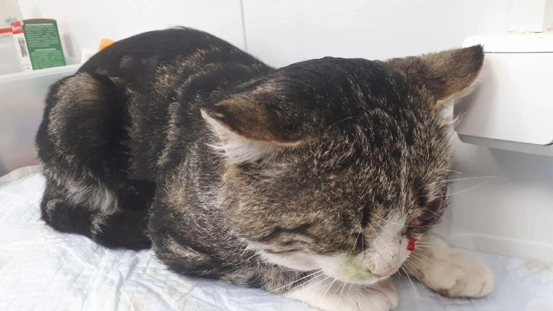 Фото: фонд защиты животных «Дорога Домой»