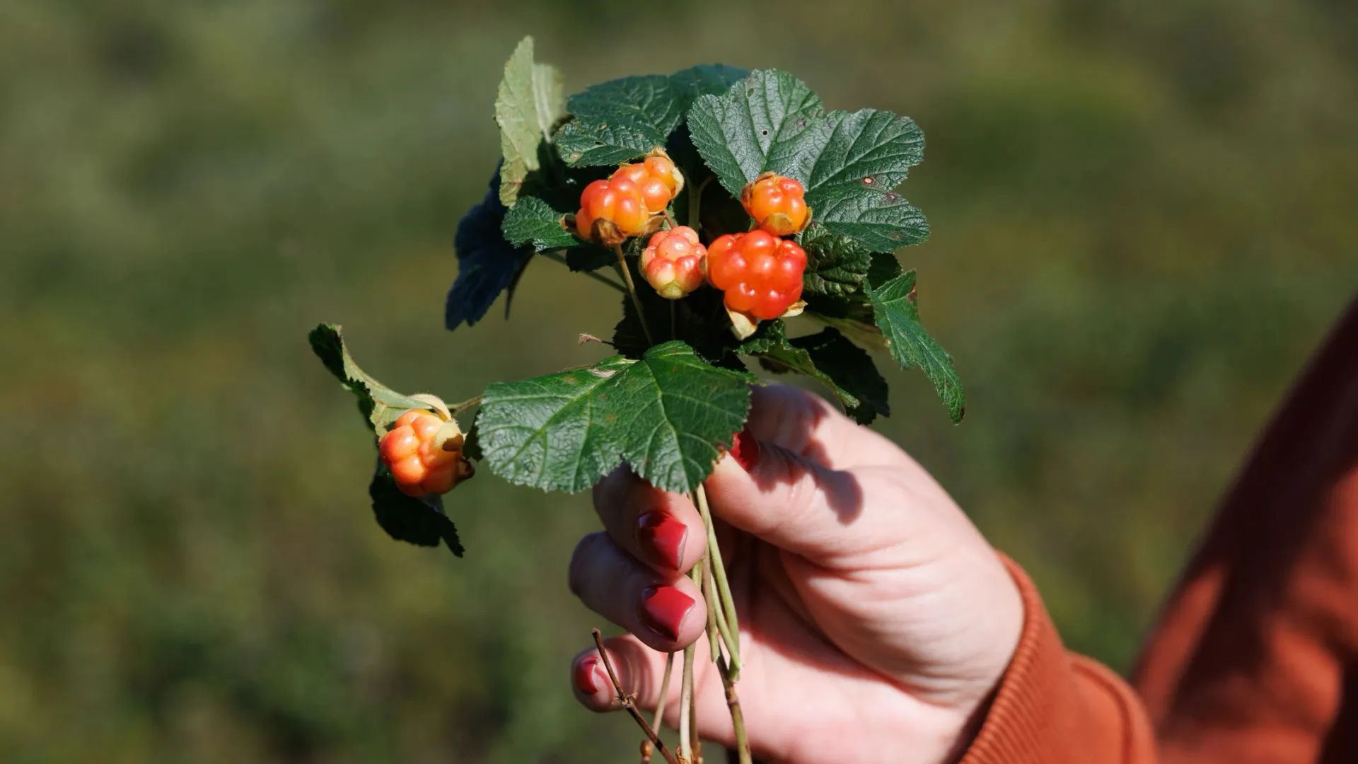 pic