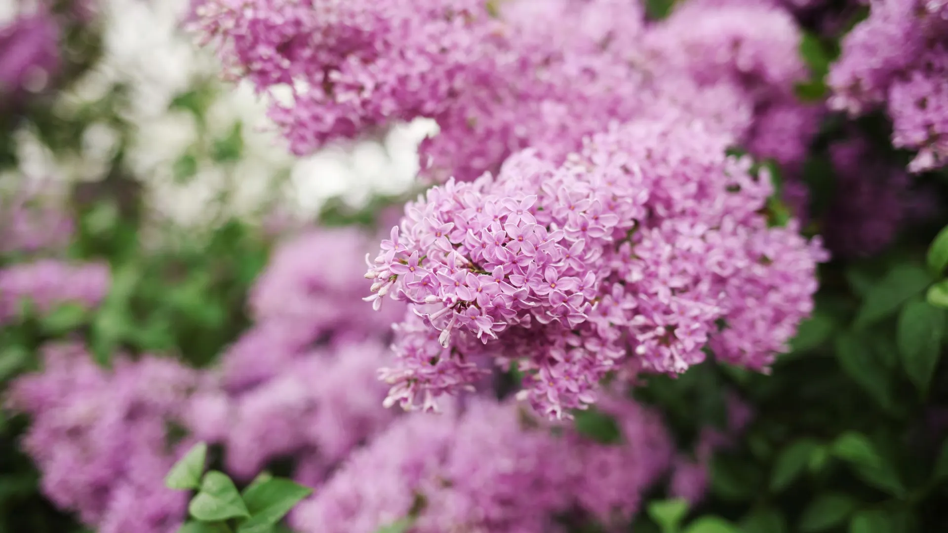 Фото: Kseniia Perminova/Shutterstock/Fotodom