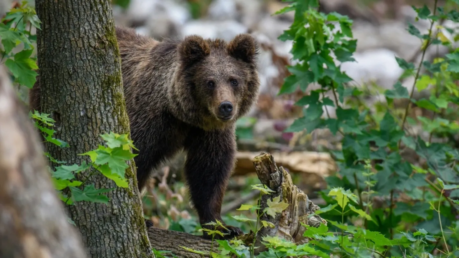 Фото: Volodymyr Burdiak/shutterstock.com/Fotodom