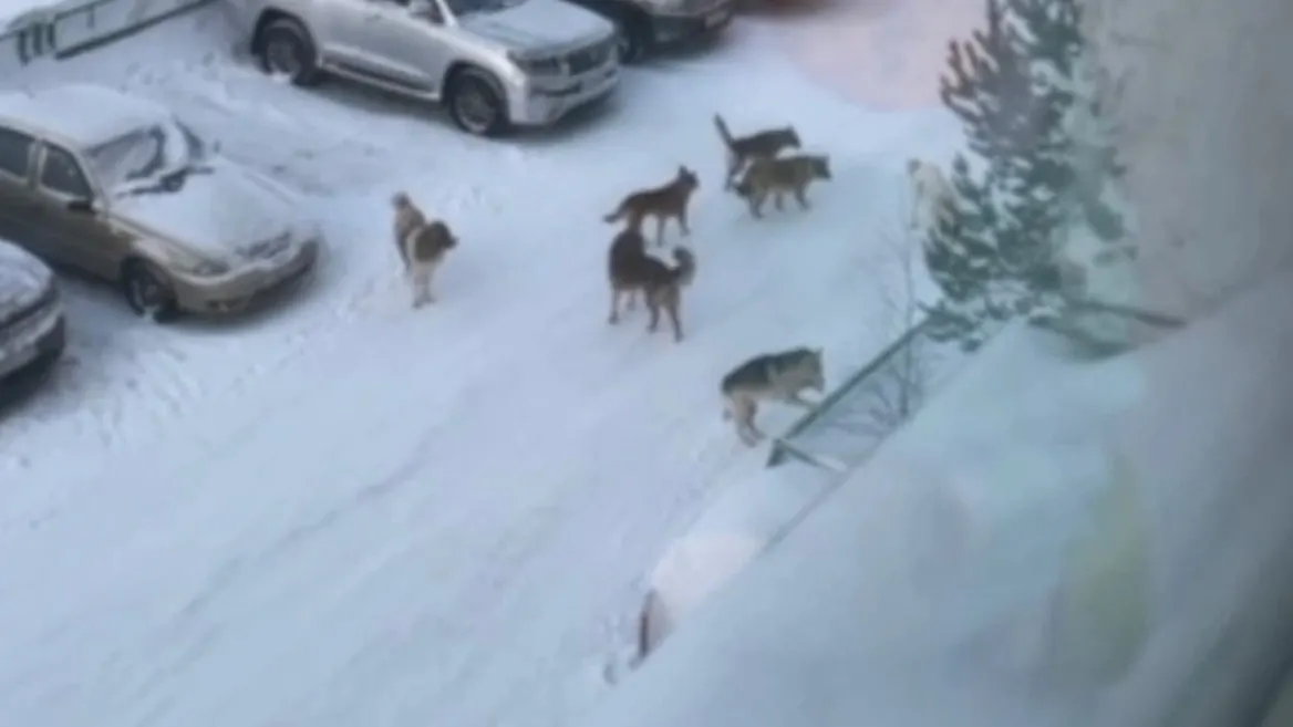 Фото: Анна Фролова/vk.com/nsk_89rus