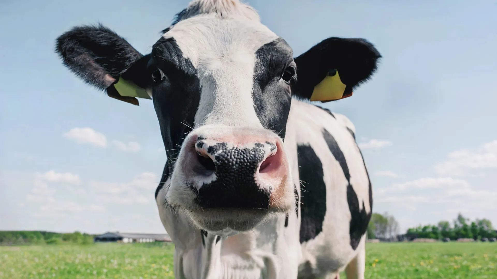 Фото: Alena Demidyuk/Shutterstock/Fotodom