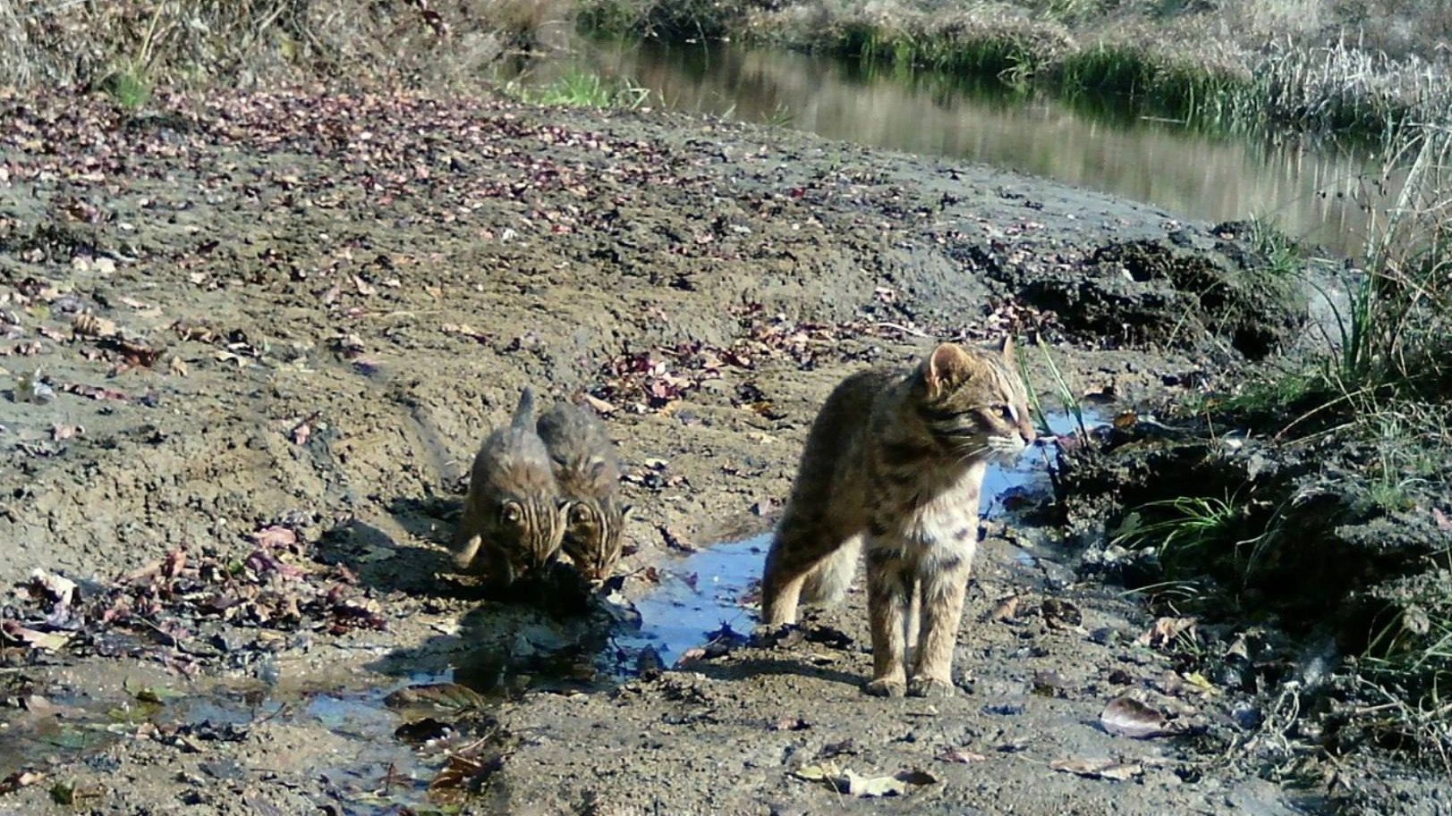 В Приморье сделали редкий дневной снимок семьи дальневосточных лесных котов