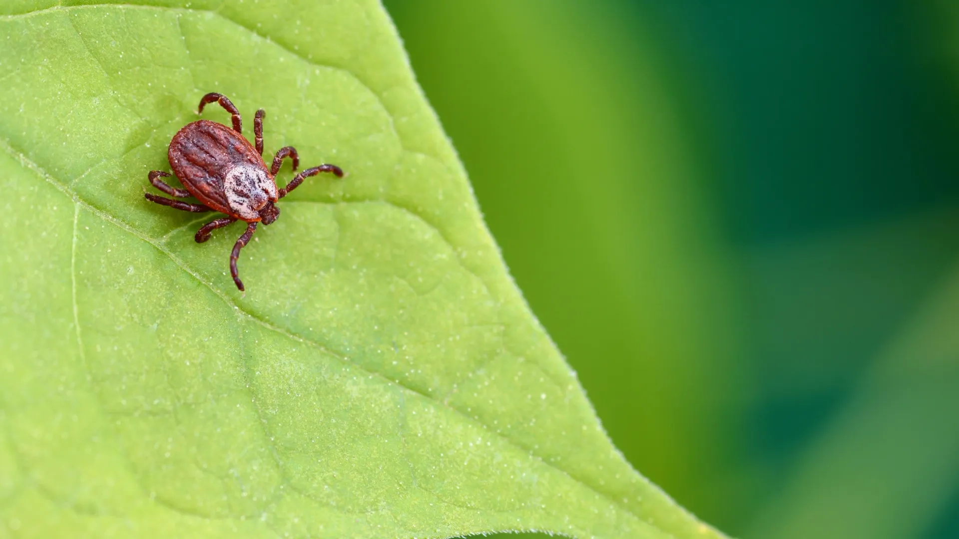 Фото: Spok83/Shutterstock/Fotodom