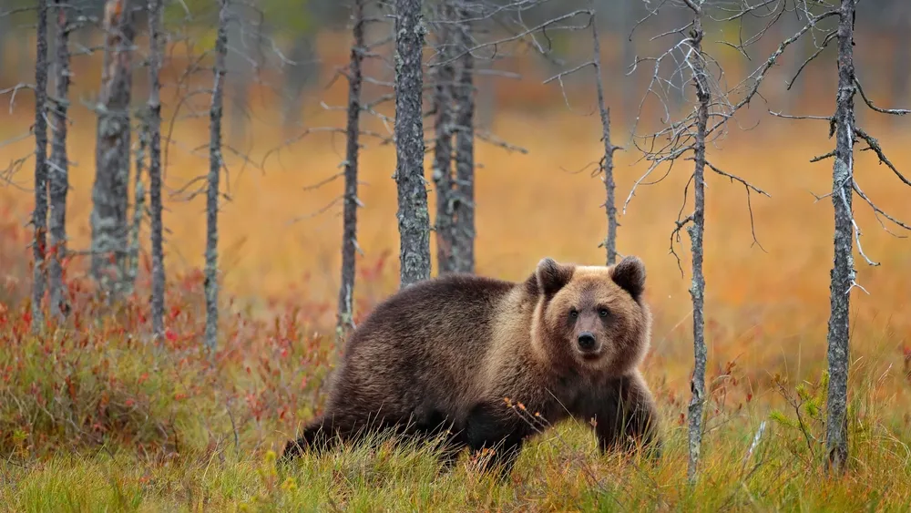 Фото: Ondrej Prosicky/shutterstock