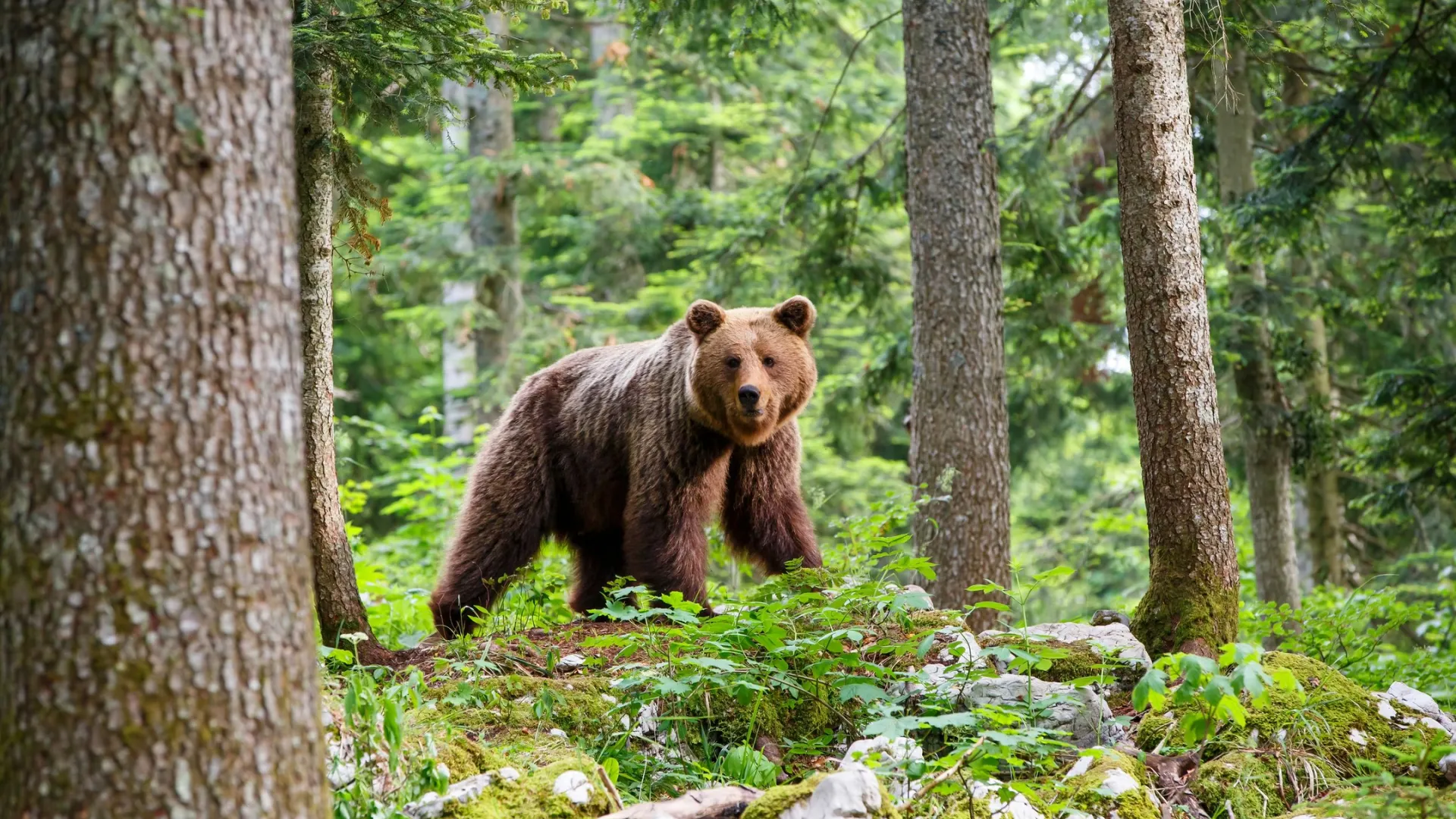 Фото: Henk Bogaard/Shutterstock/Fotodom