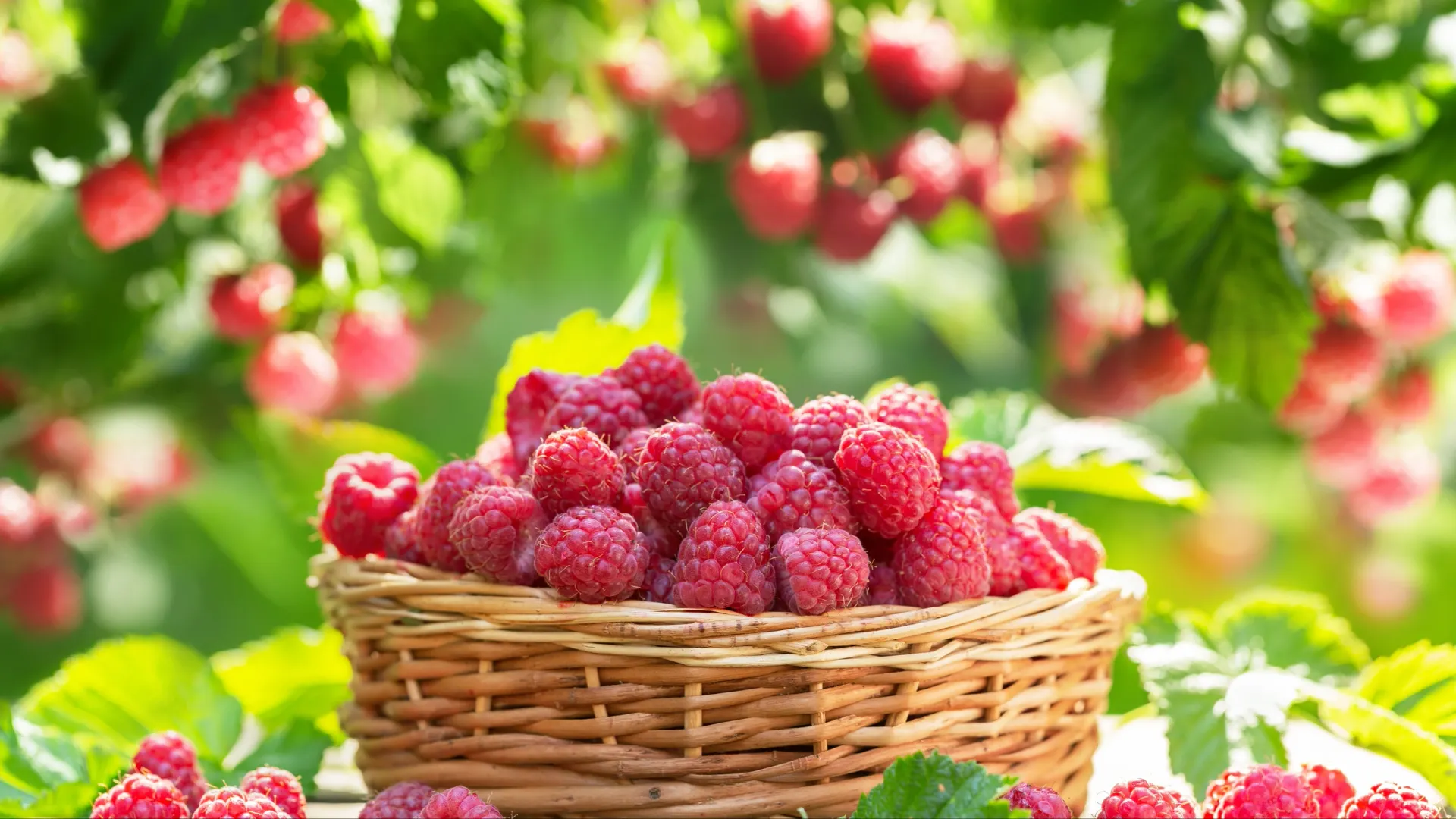 Фото: Nitr / Shutterstock / Fotodom