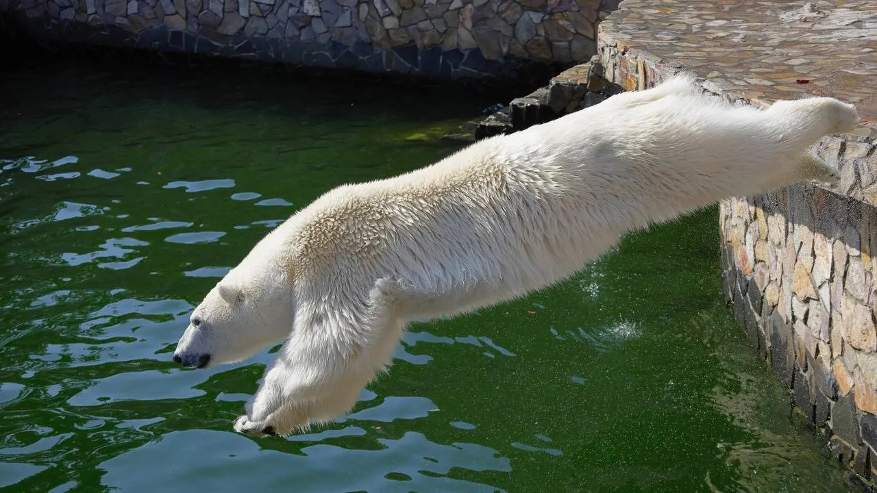 Медведица Хаарчаана спасается от жары. Фото: пресс-служба Ленинградского зоопарка