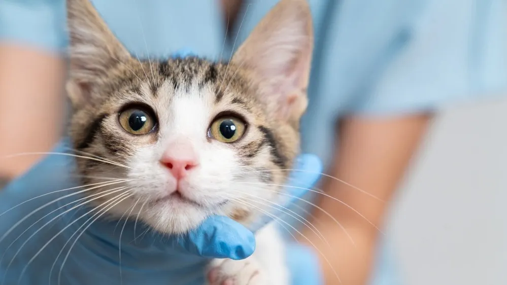 Фото: ArtPhoto21/Shutterstock/Fotodom