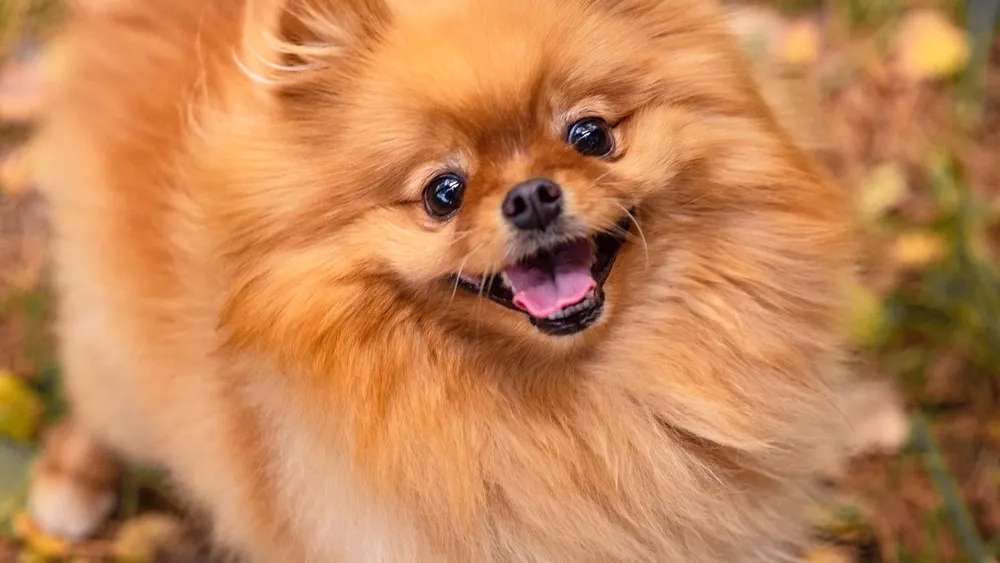 Фото: Pushnykh Evgeniya/Shutterstock