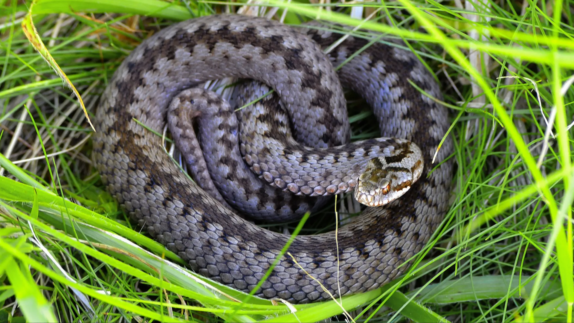 Фото: Milan Rybar/Shutterstock/Fotodom