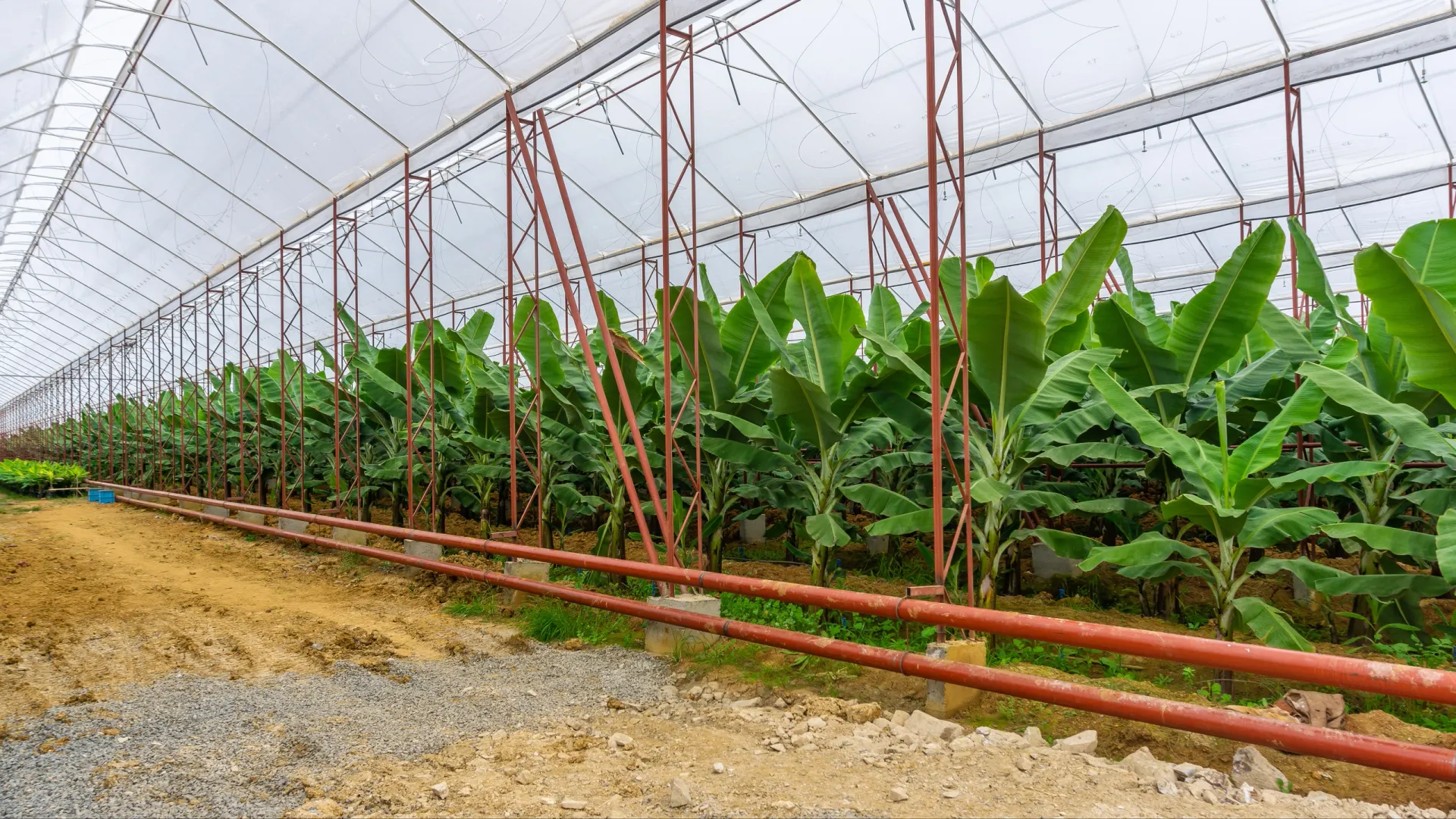 Фото: Artem Orlyanskiy/Shutterstock/Fotodom